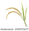 rice plant isolated