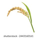 Close-up rice ear with leaf isolated on white background.