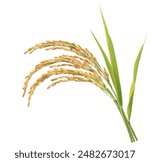 Close-up Rice ear with leaf isolated on white background.