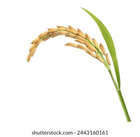 Стоковая фотография: Close-up rice ear with leaf isolated on white background.