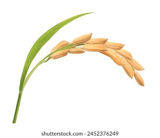 Close-up rice ear with leaf isolated on white background. - Powered by Shutterstock