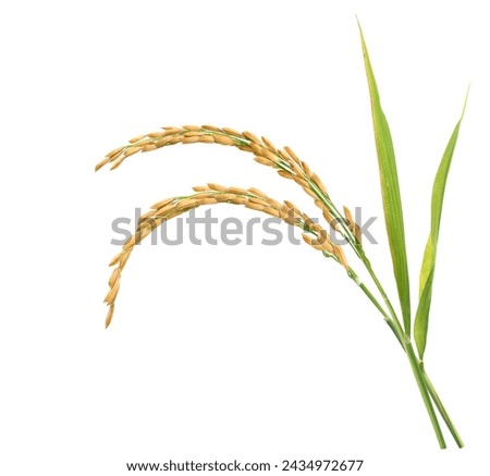 Close-up Rice ear with leaf isolated on white background.
