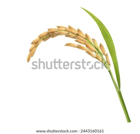 Close-up rice ear with leaf isolated on white background.