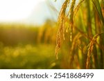 Close-up of rice grains in a green rice field with bright blue sky and sunlight.