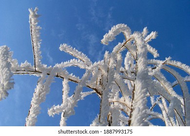 A close-up of rime on willow branches sparkling in the Sun, blue sky in the background