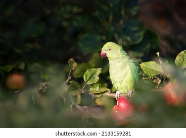 Close-up Of A Ring-necked Parakeet Perched In An Apple Tree, UK.