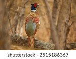 Closeup of Ring-necked Pheasant in fall