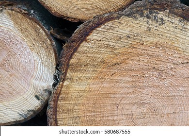 closeup of rings of cut spruce tree trunks