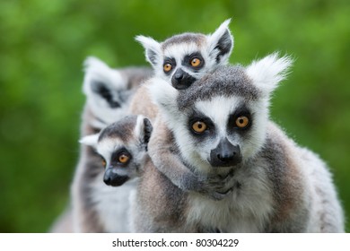 close-up of a ring-tailed lemur with her cute babies (Lemur catta)