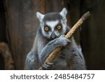 Close-up Ring-tailed lemur portrait. A Ring-tailed lemur holds a wooden stick in its paws and looks right toward the camera lens.