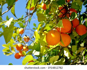 Close-up of ripe bitter oranges on a tree on a sunny winter day with clear blue sky in Seville, Andalusia, Spain. 