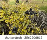 Close-up of ripe black berries on the branches of the Ligustrum vulgare shrub. Selective focus. Wild privet, common privet or European privet. Many black berries in the leafage of Ligustrum vulgare.
