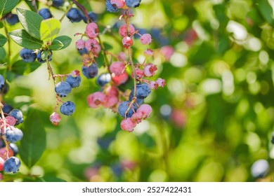 Close-up of ripe blueberries and pink unripe berries on a bush. Lush green leaves and soft natural lighting create a fresh summer scene. Ideal for food blogs. - Powered by Shutterstock