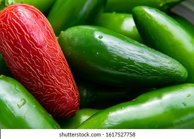 Closeup Of A Ripe Bright Red Jalapeño Pepper With White Lines Or Stretch Marks Sitting On Other Green Peppers