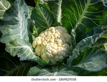 Close-up of a ripe Cauliflower (Brassica oleracea var. botrytis) growing. - Shutterstock ID 1869829558