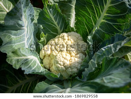 Close-up of a ripe Cauliflower (Brassica oleracea var. botrytis) growing.