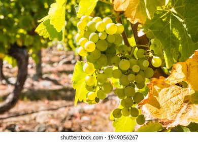 closeup of ripe Chardonnay grape bunches hanging on vine in vineyard with blurred background and copy space