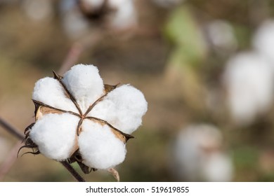 White Silk Cotton Tree Images Stock Photos Vectors Shutterstock