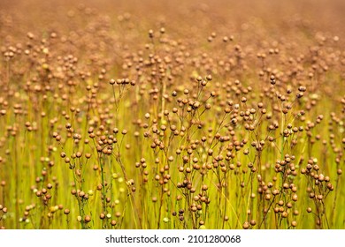 Closeup of ripe flax plants in a field shortly before harvest. The photo was taken in the Dutch province of North Brabant on a sunny day in the summer season.