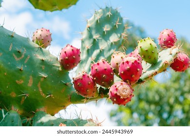 close-up of ripe fruit of the coastal prickly pear cactus (Opuntia stricta (Haw.)) - Powered by Shutterstock