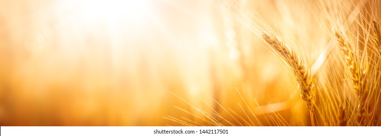 Close-up Of Ripe Golden Wheat With Sunlight - Harvest Time Concept