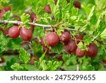 Close-up of ripe gooseberries of the Hinnonmäki variety on the bush