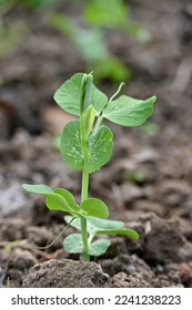 closeup the ripe green peas plant growing in the farm with brown soil soft focus natural green brown background. - Shutterstock ID 2241238223