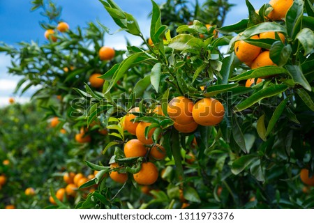Closeup of ripe juicy mandarin oranges in greenery on tree branches 

