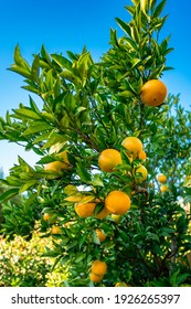 Closeup of ripe mandarins on tree 