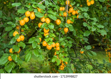 Closeup Of Ripe Mirabelle Plums On Fruit Trees In A UK Garden