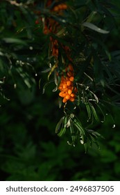 Close-up ripe orange berries of sea buckthorn on the branches with green leaves. Dark background.