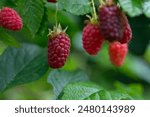 Close-up of ripe organic raspberry on a branch in the fruit garden, organic raspberry hanging on a branch in the fruit garden, natural background with frambozen 