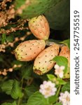 Close-up of ripe prickly pear fruits on a cactus plant, surrounded by green foliage and flowers, showcasing the vibrant orange and yellow hues of the fruit and the natural texture of the spines