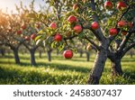 A close-up of ripe red apples, glistening with water droplets, hang from a branch adorned with green leaves.