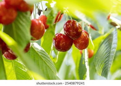 Close-up of ripe red cherries hanging on a branch, surrounded by green leaves, in a sunny orchard - Powered by Shutterstock