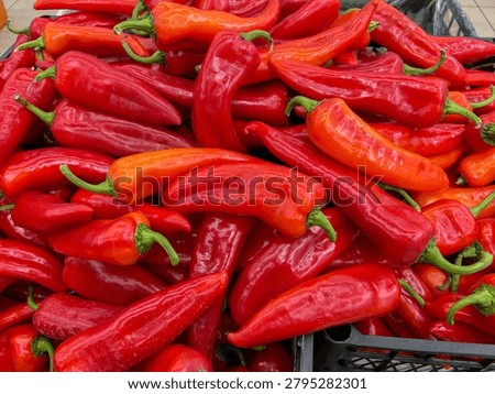 Close-up of ripe red Kapi peppers or Capsicum annuum in a plastic crate at a local market, fresh organic sweet vegetables with glossy skin and green stems, autumn harvest concept