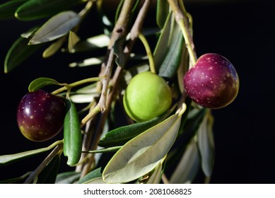 Close-up of ripe, red olives, which slowly change color in autumn, on the olive branch against a dark background