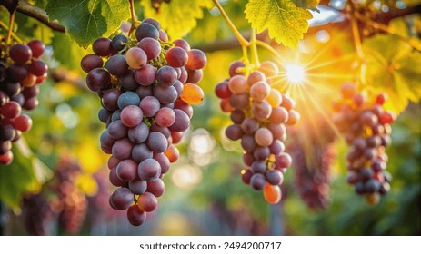 A close-up of ripe red and purple grapes hanging from a vine in the warm sunlight.