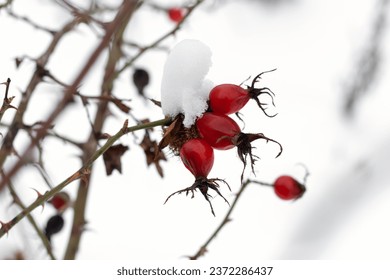 Close-up of ripe red rosehip berries covered in white snow. Frost-kissed Rosa Canina: beautiful winter scene of fruit on snow-clad bush. Macro view of icy rosehip berries on a snow-blanketed branch.