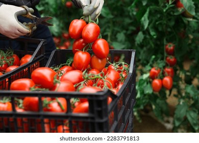 Closeup of ripe red tomatoes harvested by hands of male farmer in greenhouse - Powered by Shutterstock