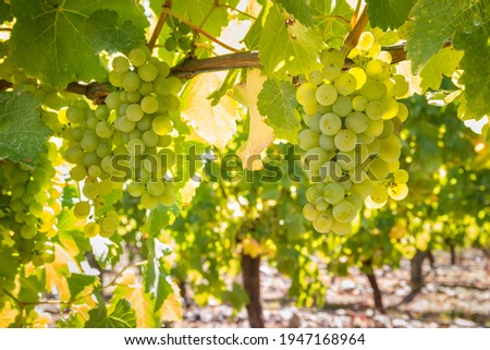 closeup of ripe Sauvignon Blanc grapes hanging on vine in vineyard at harvest time
