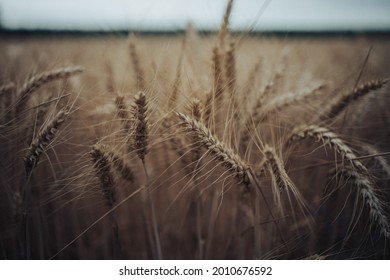 A Closeup Of Ripe Spiky Wheat Plants Growing In A Big Open Field In The Warm Weather