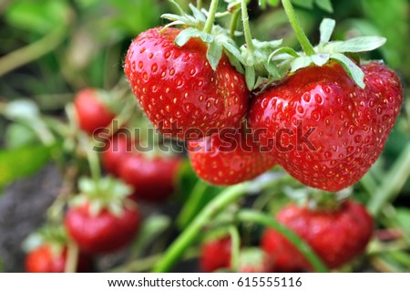 Similar – Image, Stock Photo Strawberry plant with ripe red and unripe green strawberries in a strawberry field