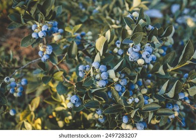 Close-up of ripe and unripe blueberries on a lush green bush. The vibrant blue and green hues of the berries stand out against the rich foliage, capturing the essence of fresh summer produce. - Powered by Shutterstock