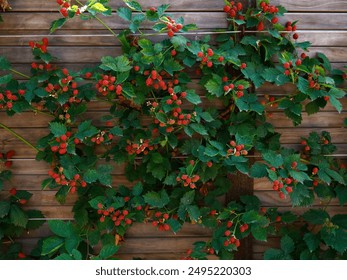 Closeup of the ripe and unripe fruits of the garden blackberry rubus fruticosus loch ness grown against a garden fence. - Powered by Shutterstock