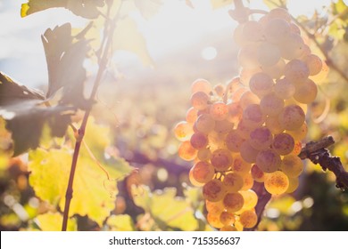 Closeup Of Ripe White Wine Grape On The Wine Yard In Sunny Day