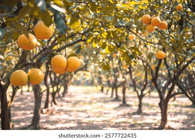 Primer plano de toronja amarilla madura con fila borrosa de árboles abundantes Pomelos asiáticos listos para cosechar en Hanói, colgando Dien cítricos reliquia de frutas rama de jardín trasero de cosecha propia huerto de agricultura orgánica. Vietnam