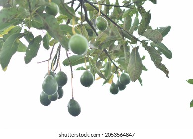 Close-up Of Ripening Avacado On Tree