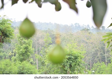 Close-up Of Ripening Avacado On Tree