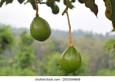 Close-up Of Ripening Avacado On Tree